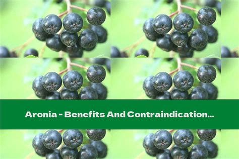 The Autumn Magic of Black Aronia: A Natural Remedy for Seasonal Ailments